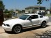 Mustang 3.jpg